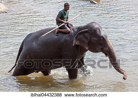 Mahout rides Asian elephant (Elephas maximus), Maha Oya River, Pinnawala Elephant Orphanage, Central Province, Sri Lanka, Asia View Large Photo Image Stock Photo - Mahout rides Asian elephant (Elephas maximus), Maha Oya River, Pinnawala Elephant Orphanage, Central Province, Sri Lanka, Asia. Fotosearch