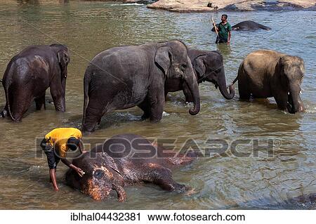 Mahouts clean Asian elephants (Elephas maximus), Maha Oya River, Pinnawala Elephant Orphanage, Central Province, Sri Lanka, Asia View Large Photo Image Stock Image - Mahouts clean Asian elephants (Elephas maximus), Maha Oya River, Pinnawala Elephant Orphanage, Central Province, Sri Lanka, Asia. Fotosearch
