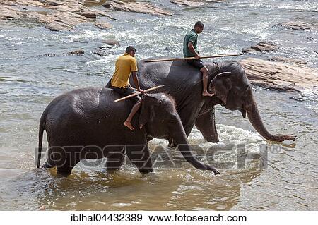 Mahouts ride Asian elephants (Elephas maximus), Maha Oya River, Pinnawala Elephant Orphanage, Central Province, Sri Lanka, Asia View Large Photo Image Stock Photo - Mahouts ride Asian elephants (Elephas maximus), Maha Oya River, Pinnawala Elephant Orphanage, Central Province, Sri Lanka, Asia. Fotosearch