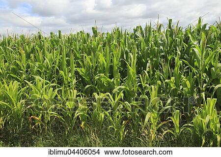 Maize sweet corn field, Shottisham, Suffolk, England, UK View Large Photo Image Picture - Maize sweet corn field, Shottisham, Suffolk, England, UK. Fotosearch