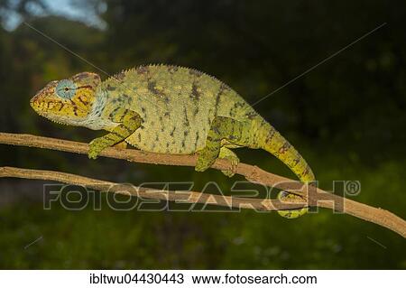 Malagasy giant chameleon or Oustalets's chameleon (Furcifer oustaleti) on branch, female, pregnant, Ambilobe, northwestern Madagascar, Madagascar, Africa View Large Photo Image Stock Image - Malagasy giant chameleon or Oustalets's chameleon (Furcifer oustaleti) on branch, female, pregnant, Ambilobe, northwestern Madagascar, Madagascar, Africa. Fotosearch