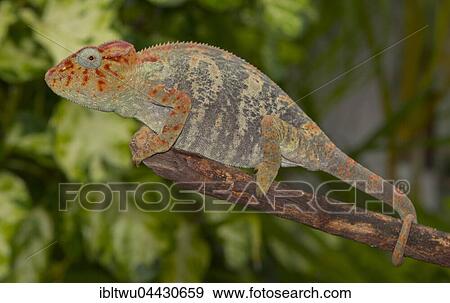 Malagasy giant chameleon or Oustalets's chameleon (Furcifer oustaleti) on branch, female, pregnant, Ankaramibe, northwestern Madagascar, Madagascar, Africa View Large Photo Image Stock Photo - Malagasy giant chameleon or Oustalets's chameleon (Furcifer oustaleti) on branch, female, pregnant, Ankaramibe, northwestern Madagascar, Madagascar, Africa. Fotosearch