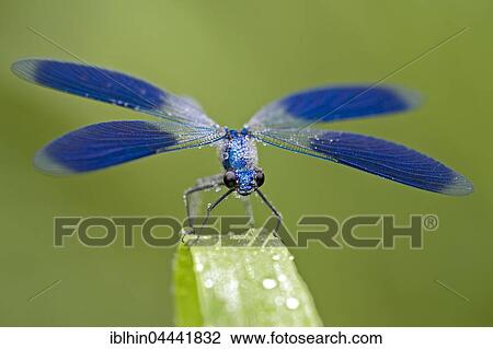 Male banded demoiselle (Calopteryx splendens), Middle Elbe Biosphere Reserve, Saxony-Anhalt, Germany, Europe View Large Photo Image Stock Image - Male banded demoiselle (Calopteryx splendens), Middle Elbe Biosphere Reserve, Saxony-Anhalt, Germany, Europe. Fotosearch