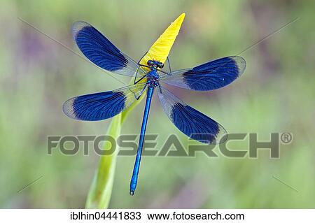 Stock Image - Male banded demoiselle (Calopteryx splendens), Middle Elbe Biosphere Reserve, Saxony-Anhalt, Germany, Europe. Fotosearch