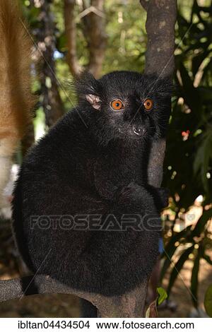 Male black lemur (Eulemur macaco macaco), rainforest, northwest Madagascar View Large Photo Image Picture - Male black lemur (Eulemur macaco macaco), rainforest, northwest Madagascar. Fotosearch