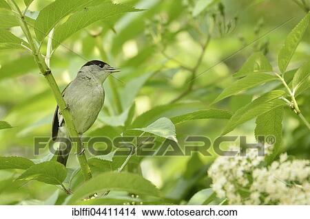 Male blackcap (Sylvia atricapilla) sitting in blooming elderberry (Sambucus nigra), North Rhine-Westphalia, Germany, Europe View Large Photo Image Picture - Male blackcap (Sylvia atricapilla) sitting in blooming elderberry (Sambucus nigra), North Rhine-Westphalia, Germany, Europe. Fotosearch