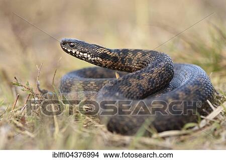 Picture - Male common European viper (Vipera berus) in dry grass with head raised, Overijssel, Netherlands. Fotosearch