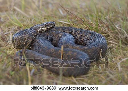Stock Photo - Male common European viper (Vipera berus) in dry grass, Overijssel, Netherlands. Fotosearch