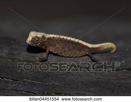 Picture - Male dwarf chameleon (Brookesia micra), one of the smallest reptiles in the world, Nosy Hara National Park, Madagascar, Africa. Fotosearch