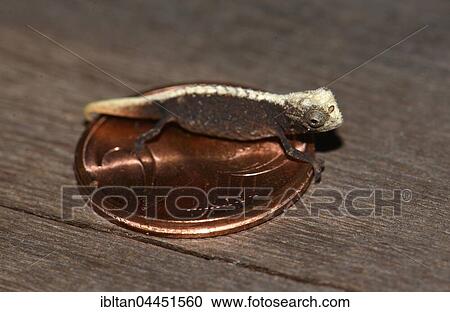 Stock Image - Male dwarf chameleon (Brookesia micra), on cent coin, one of the smallest reptiles in the world, Nosy Hara National Park, Madagascar, Africa. Fotosearch