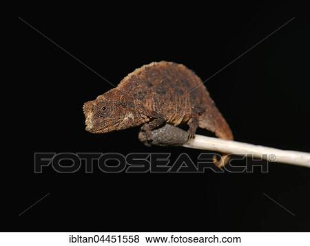 Male dwarf chameleon (Brookesia micra), on match tip, one of the smallest reptiles in the world, Nosy Hara National Park, Madagascar, Africa View Large Photo Image Stock Photo - Male dwarf chameleon (Brookesia micra), on match tip, one of the smallest reptiles in the world, Nosy Hara National Park, Madagascar, Africa. Fotosearch