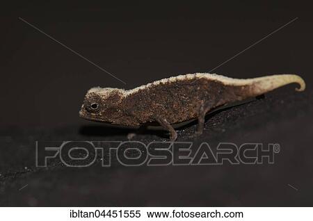 Male dwarf chameleon (Brookesia micra), one of the smallest reptiles in the world, Nosy Hara National Park, Madagascar, Africa View Large Photo Image Stock Photography - Male dwarf chameleon (Brookesia micra), one of the smallest reptiles in the world, Nosy Hara National Park, Madagascar, Africa. Fotosearch