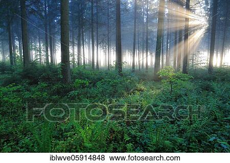 Stock Photo - Male-fern (Dryopteris filix-mas) in coniferous forest, sun rays, fog, Upper Danube nature park Park, Baden-Württemberg, Germany, Europe. Fotosearch
