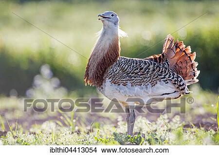 Male great bustard (Otis tarda), courting stance, Extremadura, Spain, Europe View Large Photo Image Picture - Male great bustard (Otis tarda), courting stance, Extremadura, Spain, Europe. Fotosearch
