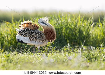 Stock Image - Male great bustard (Otis tarda), courting stance, Extremadura, Spain, Europe. Fotosearch