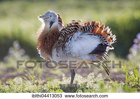 Male great bustard (Otis tarda), courting stance, Extremadura, Spain, Europe View Large Photo Image Stock Image - Male great bustard (Otis tarda), courting stance, Extremadura, Spain, Europe. Fotosearch