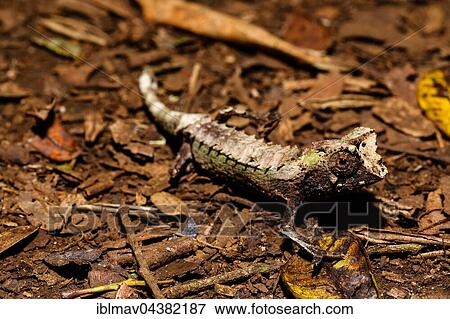 Stock Photo - Male leaf chameleon (Brookesia ambreensis) on the ground, Amber Mountain National Park, Diana, Madagascar, Africa. Fotosearch