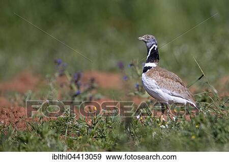 Male little bustard (Tetrax tetrax) courting, Extemadura, Spain, Europe View Large Photo Image Stock Photo - Male little bustard (Tetrax tetrax) courting, Extemadura, Spain, Europe. Fotosearch