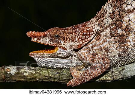 Male open-mouthed short-horned chameleon (Calumma brevicorne), Ampasimpotsy, Manakara, Madagascar, Africa View Large Photo Image Stock Photograph - Male open-mouthed short-horned chameleon (Calumma brevicorne), Ampasimpotsy, Manakara, Madagascar, Africa. Fotosearch