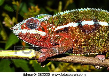 Male panther chameleon (Furcifer Pardalis), Andasibe National Park, Alaotra-Mangoro, Madagascar, Africa View Large Photo Image Stock Image - Male panther chameleon (Furcifer Pardalis), Andasibe National Park, Alaotra-Mangoro, Madagascar, Africa. Fotosearch