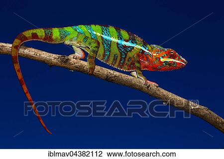 Male panther chameleon (Furcifer Pardalis) on branch, Ambilobe, Diana, Madagascar, Africa View Large Photo Image Stock Image - Male panther chameleon (Furcifer Pardalis) on branch, Ambilobe, Diana, Madagascar, Africa. Fotosearch