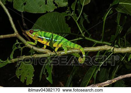 Male panther chameleon (Furcifer pardalis) on branch, Ambohitra (Joffreville), Madagascar, Africa View Large Photo Image Stock Image - Male panther chameleon (Furcifer pardalis) on branch, Ambohitra (Joffreville), Madagascar, Africa. Fotosearch