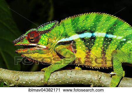 Stock Image - Male panther chameleon (Furcifer Pardalis), Ambohitra (Joffreville), Madagascar, Africa. Fotosearch