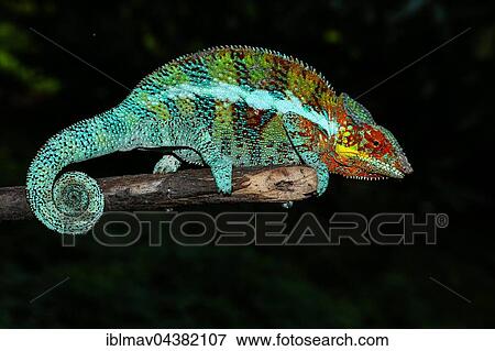 Stock Photo - Male panther chameleon (Furcifer Pardalis) on branch, Ambanja, Diana, Madagascar, Africa. Fotosearch