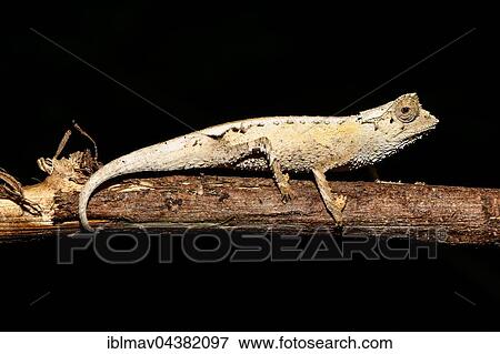 Stock Photo - Male plated leaf chameleon (Brookesia stumpffi) on branch, Ankify, Diana, Madagascar, Africa. Fotosearch