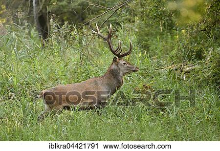 Male red deer (Cervus elaphus) in high grass, Danube-Auen National Park, Lower Austria, Austria, Europe View Large Photo Image Stock Image - Male red deer (Cervus elaphus) in high grass, Danube-Auen National Park, Lower Austria, Austria, Europe. Fotosearch