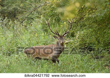 Male red deer (Cervus elaphus) in high grass, Danube-Auen, Lower Austria, Austria, Europe View Large Photo Image Stock Image - Male red deer (Cervus elaphus) in high grass, Danube-Auen, Lower Austria, Austria, Europe. Fotosearch