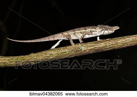 Stock Photography - Male rhino chameleon (Furcifer rhinoceratus) on branch, Ankarafantsika National Park, Boeny, Madagascar, Africa. Fotosearch