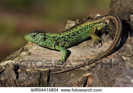 Male sand lizard (Lacerta agilis) in courting colours, basking, North Rhine-Westphalia, Germany, Europe View Large Photo Image Picture - Male sand lizard (Lacerta agilis) in courting colours, basking, North Rhine-Westphalia, Germany, Europe. Fotosearch