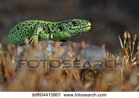 Male sand lizard (Lacerta agilis) in courting colours, North Rhine-Westphalia, Germany, Europe View Large Photo Image Stock Image - Male sand lizard (Lacerta agilis) in courting colours, North Rhine-Westphalia, Germany, Europe. Fotosearch