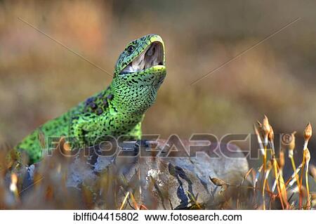Male sand lizard (Lacerta agilis) in courting colours, North Rhine-Westphalia, Germany, Europe View Large Photo Image Stock Image - Male sand lizard (Lacerta agilis) in courting colours, North Rhine-Westphalia, Germany, Europe. Fotosearch
