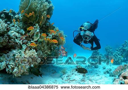 Male scuba diver with a school of Longspine Anthias or Lyretail Anthias (Pseudanthias squamipinnis), Shark Reef, Yolanda Reef, Ras Muhammed National Park, Sharm el-Sheikh, Red Sea, Egypt, Africa View Large Photo Image Stock Photography - Male scuba diver with a school of Longspine Anthias or Lyretail Anthias (Pseudanthias squamipinnis), Shark Reef, Yolanda Reef, Ras Muhammed National Park, Sharm el-Sheikh, Red Sea, Egypt, Africa. Fotosearch
