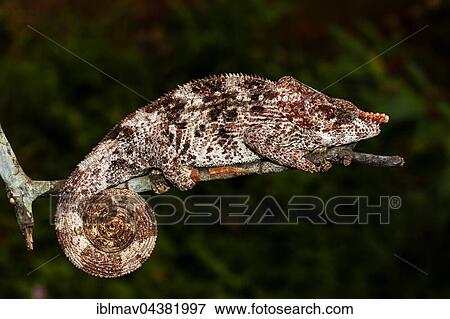 Male short-horned chameleon (Calumma brevicorne), Ampasimpotsy, Manakara, Madagascar, Africa View Large Photo Image Stock Photo - Male short-horned chameleon (Calumma brevicorne), Ampasimpotsy, Manakara, Madagascar, Africa. Fotosearch