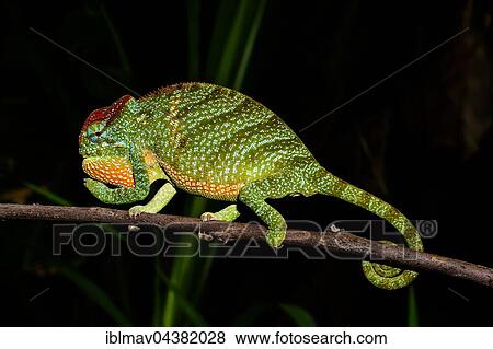 Male two-horned chameleon (Furcifer bifidus), Andasibe-Mantadia National Park, Alaotra-Mangoro, Madagascar, Africa View Large Photo Image Stock Photo - Male two-horned chameleon (Furcifer bifidus), Andasibe-Mantadia National Park, Alaotra-Mangoro, Madagascar, Africa. Fotosearch