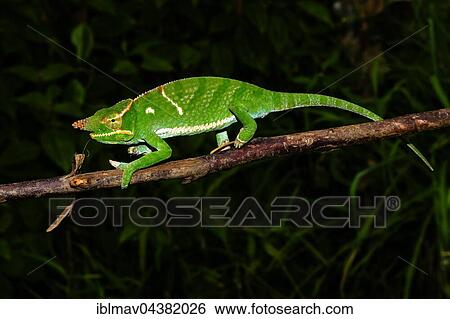 Male two-horned chameleon (Furcifer bifidus), Andasibe-Mantadia National Park, Alaotra-Mangoro, Madagascar, Africa View Large Photo Image Stock Photograph - Male two-horned chameleon (Furcifer bifidus), Andasibe-Mantadia National Park, Alaotra-Mangoro, Madagascar, Africa. Fotosearch