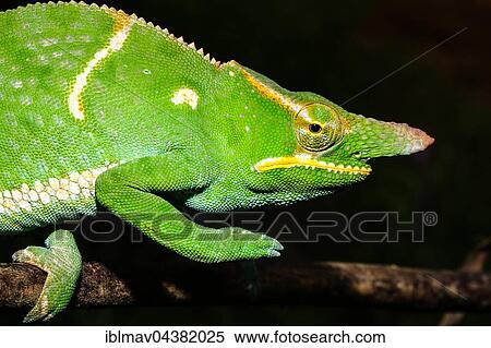 Male two-horned chameleon (Furcifer bifidus), Andasibe-Mantadia National Park, Alaotra-Mangoro, Madagascar, Africa View Large Photo Image Stock Photography - Male two-horned chameleon (Furcifer bifidus), Andasibe-Mantadia National Park, Alaotra-Mangoro, Madagascar, Africa. Fotosearch