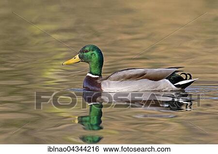 Mallard (Anas platyrhynchos) swimming in water, Hamburg, Germany, Europe View Large Photo Image Stock Photograph - Mallard (Anas platyrhynchos) swimming in water, Hamburg, Germany, Europe. Fotosearch
