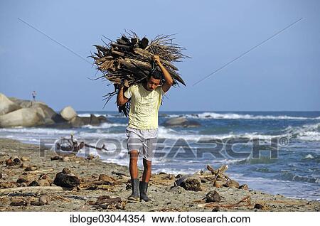 Picture - Man carrying wood bundle on beach, Tayrona National Park, between Caribbean and Sierra Nevada de Santa Marta, Colombia, South America. Fotosearch