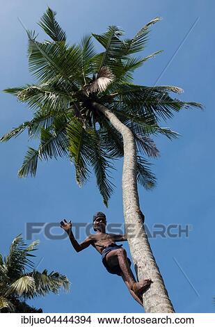 Man climbing up on coconut palm tree, Boosa, Sri Lanka, Asia View Large Photo Image Picture - Man climbing up on coconut palm tree, Boosa, Sri Lanka, Asia. Fotosearch