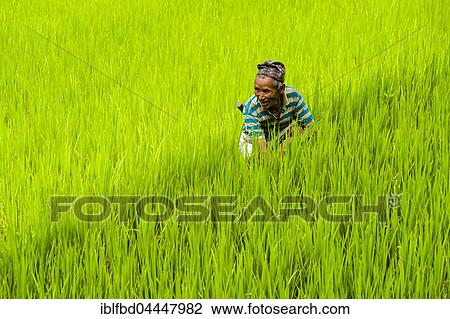 Man is working in green terrace rice fields, Upper Marsyangdi valley, Bahundanda, Lamjung District, Nepal, Asia View Large Photo Image Stock Image - Man is working in green terrace rice fields, Upper Marsyangdi valley, Bahundanda, Lamjung District, Nepal, Asia. Fotosearch