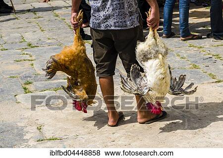 Man standing, holding two roosters by their legs that will be sacrificed at the Khadga Devi Mandir Temple, Darsain Hindu Festival, Bandipur, Tanahun, Nepal, Asia View Large Photo Image Stock Photo - Man standing, holding two roosters by their legs that will be sacrificed at the Khadga Devi Mandir Temple, Darsain Hindu Festival, Bandipur, Tanahun, Nepal, Asia. Fotosearch
