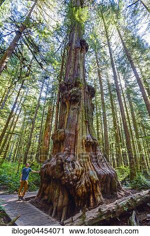 Man standing next to giant western red-cedar, arborvitae (Thuja plicata), Avatar Grove Forest, Port Renfrew, Vancouver Island, British Columbia, Canada, North America View Large Photo Image Stock Image - Man standing next to giant western red-cedar, arborvitae (Thuja plicata), Avatar Grove Forest, Port Renfrew, Vancouver Island, British Columbia, Canada, North America. Fotosearch