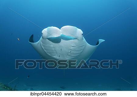 Stock Image - Manta ray (Manta birostris) swimming in ocean, Lhaviyani Atoll, Maldives, Asia. Fotosearch
