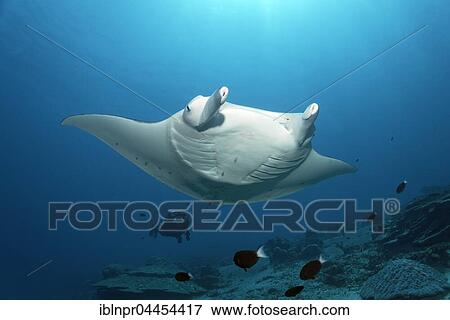 Manta ray (Manta birostris), swimming over coral reef, diver observing, Lhaviyani Atoll, Maldives, Asia View Large Photo Image Stock Photo - Manta ray (Manta birostris), swimming over coral reef, diver observing, Lhaviyani Atoll, Maldives, Asia. Fotosearch