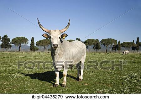 Stock Photo - Maremmana (Bos primigenius taurus), Maremmana primitivo, bull on pasture, Castiglione della Pescaia, Tuscany. Fotosearch