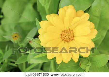 Marigold (Calendula officinalis), Switzerland, Europe View Large Photo Image Stock Image - Marigold (Calendula officinalis), Switzerland, Europe. Fotosearch